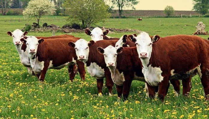 Vaquillonas hereford ideales para faena
